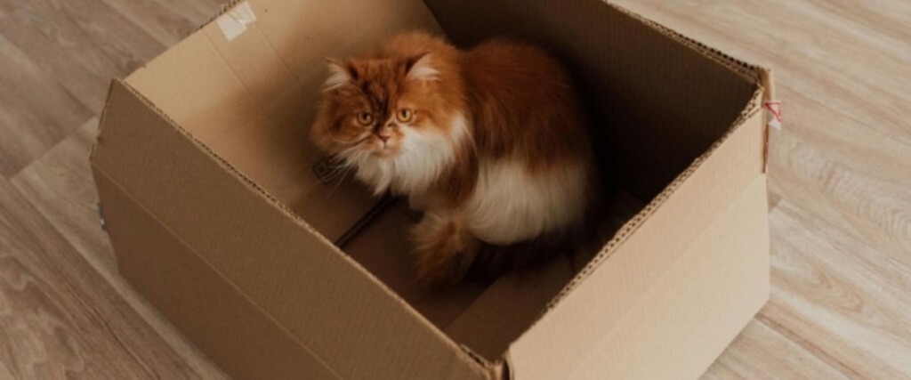 Pet Relocation Dubai